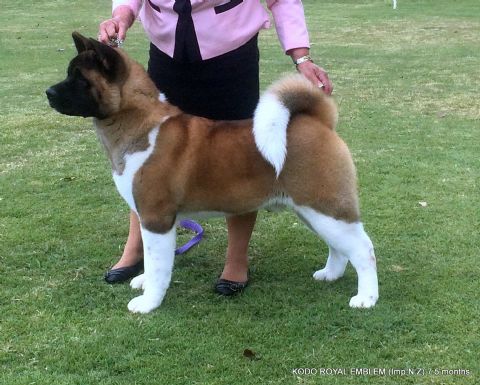 akita adult size